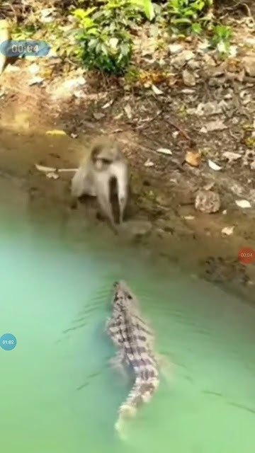 monkey vs crocodile - YouTube