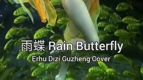 雨蝶 Rain Butterfly #二胡 #笛子 #古筝 Erhu Dizi Guzheng Cover