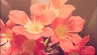 Marhaban Bilhadhirina- Abdullah Mahdawi- مرحبا با الحاضرين- عبد اللة المحداوي