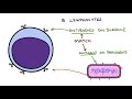 Understanding the Cells of the Immune System