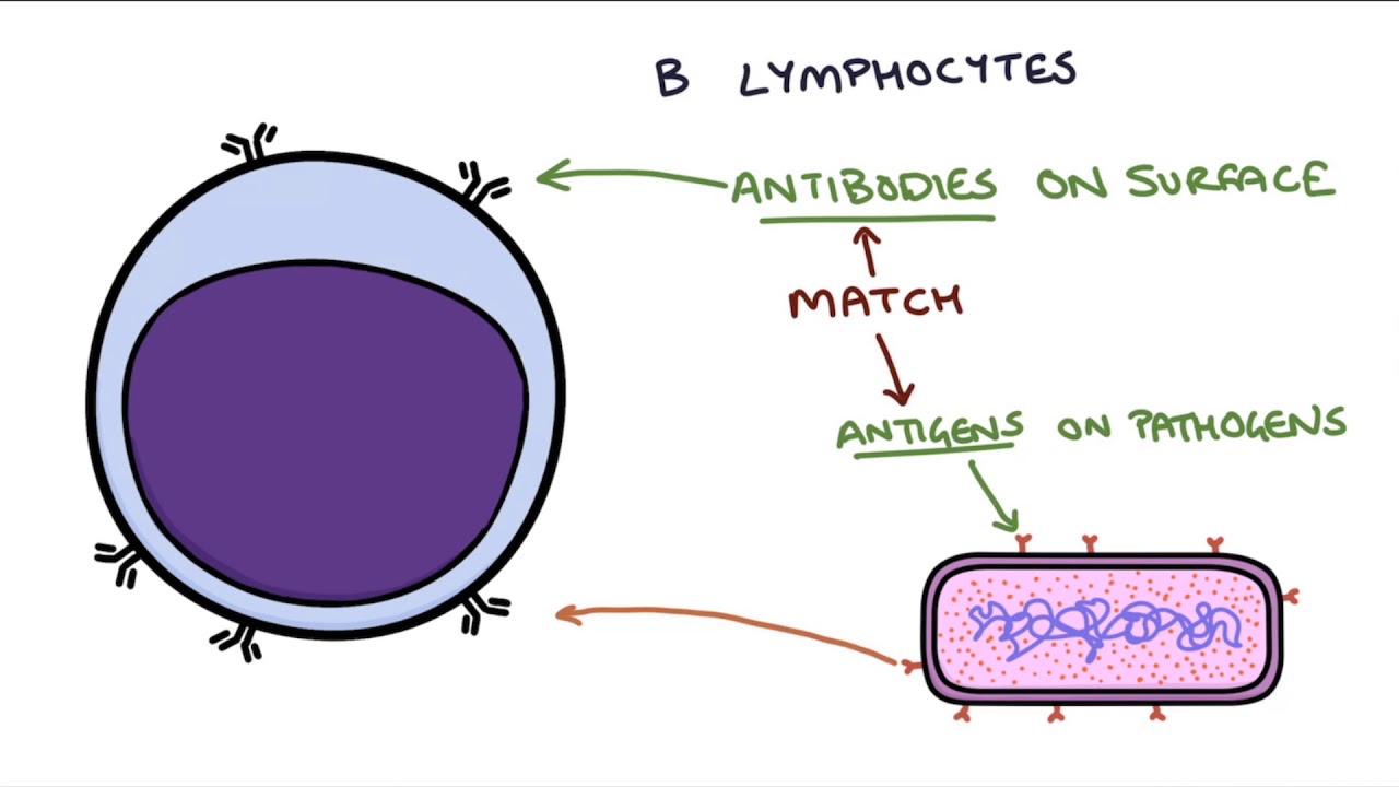 Understanding the Cells of the Immune System - YouTube