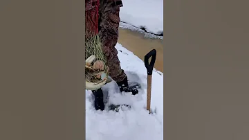 рыба горит