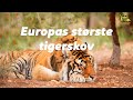 Livet som tiger i Europas største tigerskov