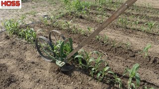 Hilling, Side Dressing and Fertilizing Incredible Sweet Corn