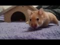 Pysia the 2nd hamster (Misia's "granddaughter")