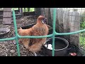 Петух китайский  🐓