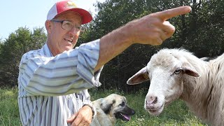 Greg Judy raises guard Dogs with Grass-Fed SHEEP