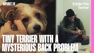 Tiny Terrier With A Mysterious Back Problem Supervet Er