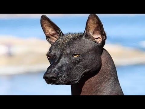 Aile Yeni Bir Köpek Sahiplendi, Sonra Veteriner Gördü ve Hemen Polise Haber Verdi