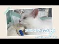 고양이 오연성 폐렴 1ㅣ유럽이에게 나타난 증상 (빠른 호흡과 이상한 숨 꾹꾹 소리)