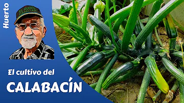 ¿En qué mes es mejor plantar calabacines?