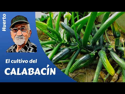 Video: Consejos para cultivar y plantar calabacines