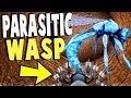 NEW PARASITIC WASP LIFE CYCLE! Living Inside A Spider Nest! - Drunk On Nectar Gameplay