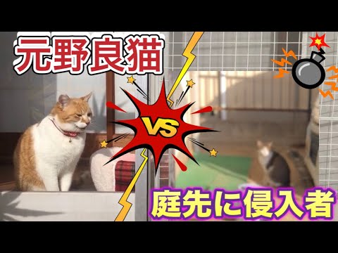 野良猫から家猫へ 野良猫が庭に侵入 え そんな声でるの 窓越しの威嚇 チャチャの愛用品紹介 Youtube