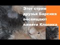 Этот стрим друзья Барсика посвящают памяти Клопика