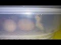 Pollitos naciendo en incubadora