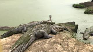 GENTRY ADVENTURES - Airboats & Gators in Mississippi
