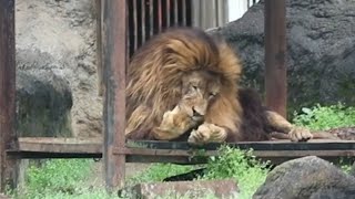 【とべ動物園】念入りにペロペロライオンネオ君2024/4/27