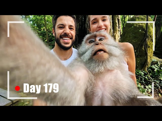 Monkey Selfie  Know Your Meme