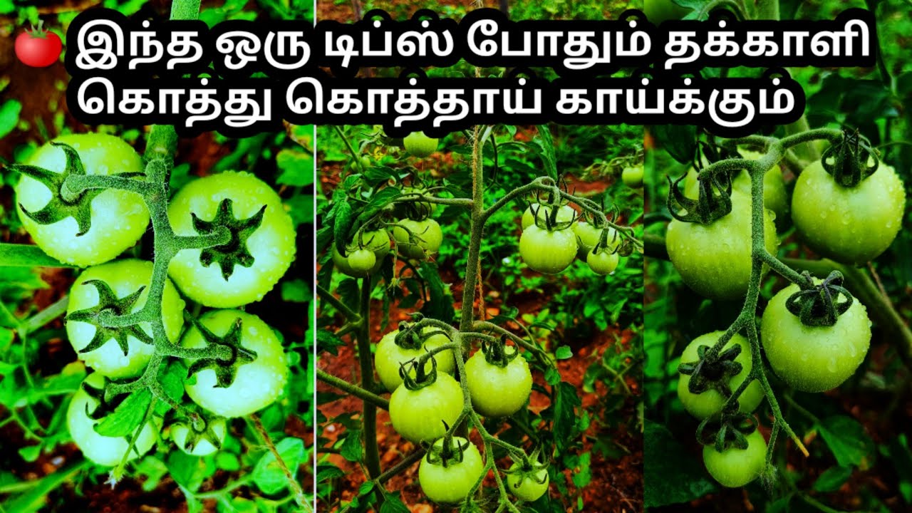 🍅💥 தக்காளி செடியில் கொத்துக்கொத்தாய் காய் பிடிக்க சூப்பர் டிப்ஸ்💥/Tomato hand pollination
