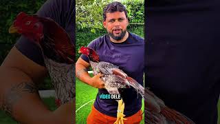 Reprodutores Do Studio Alpha 2025