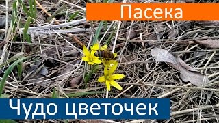 Гусиный Лук Первоцвет Ростовской области Весенние пыльценосы пчелы собирают обножку первая пыльца