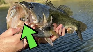 The Secret Summer Bait For Largemouth Bass & Panfish You NEED To Try! by MoondogBaitCo 702 views 10 months ago 8 minutes, 38 seconds