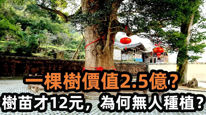 一棵比黄金还贵的树，价值2.5亿？树苗才12元，却无人愿意种植？中国二级保护植物金丝楠木【脑补会所】 - 天天要闻
