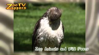 Zoozappers - Birds Of Prey - Roofvogels
