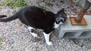 Cat scratching, is this normal ? 🙀 by Red Bwoy TV ANIMALS 259 views 2 years ago 2 minutes, 14 seconds