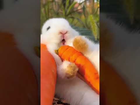 When watching 👀 satisfying😍cute little rabbit🐰 eating for carrot 🥕 #rabbit #cute #viral  #shorts