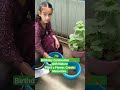 Celebrate with NaturePlant a Flower, Create Memories. #viralvideo school life memot #flowerstagram