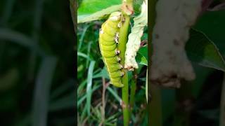 Compilação de Insetos na Natureza #nature #insects #animals #shortsfeed