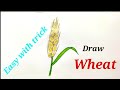wheat drawing easy,draw wheat ear easy,draw source of carbohydrates # गेंहू की बाली का चित्र