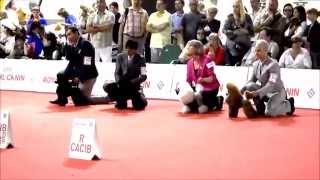 WDS World Dog Show Milan 2015. Female toy poodles. CACIB competition