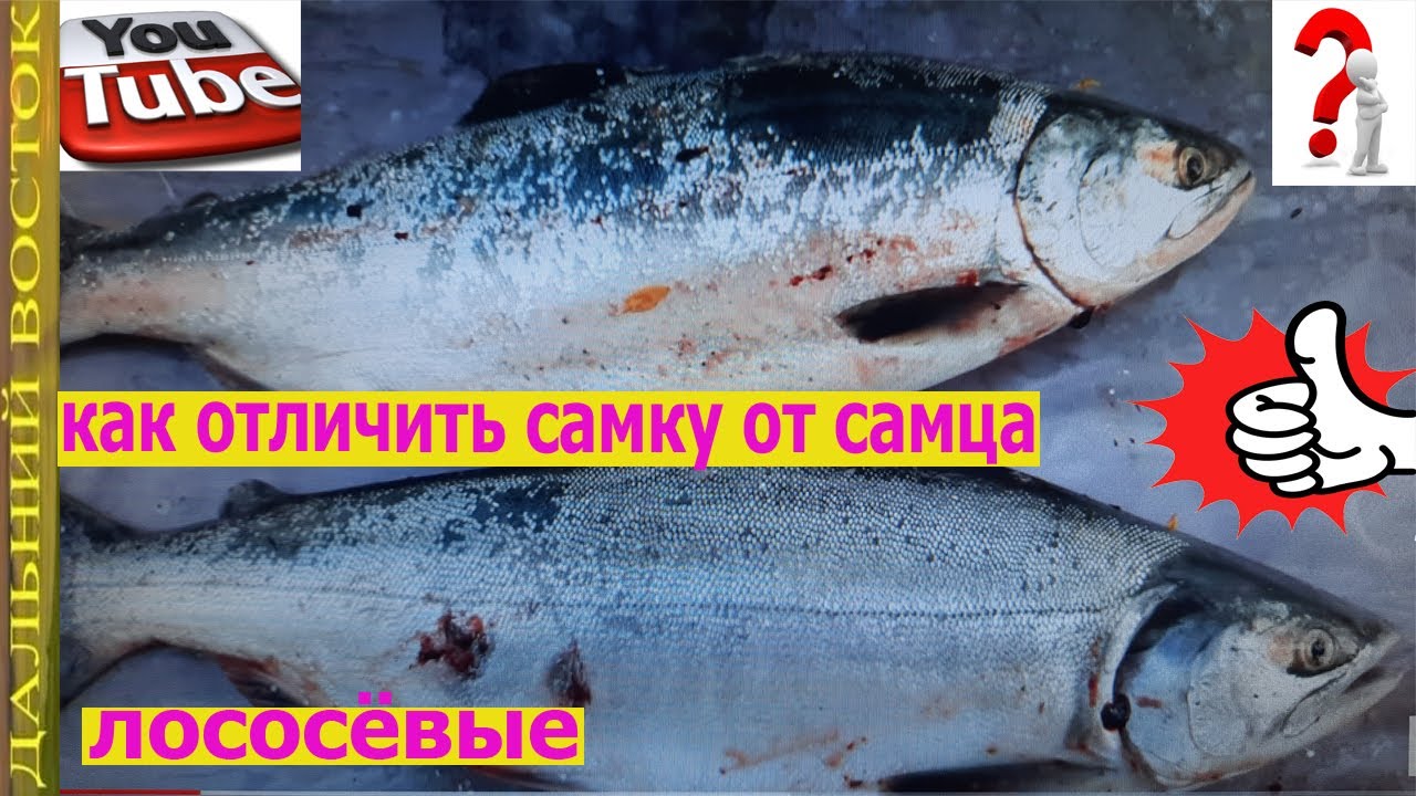 Рыба Горбуша Фото Самца И Самки