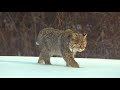 A Big Cat (Bobcat or Lynx) Paid Me A Visit