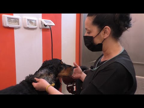 Video: Perché La Toelettatura Del Cane è Così Importante In Inverno?