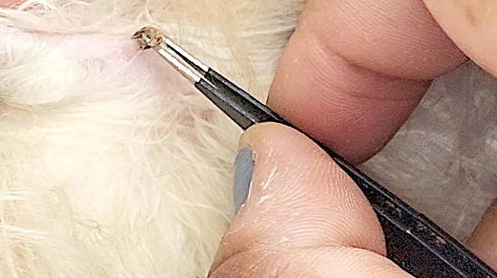 Watch the video about Removing a blackhead on a cat. Satisfying 😻
