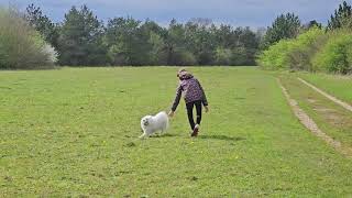 When both the dog and the child are walking