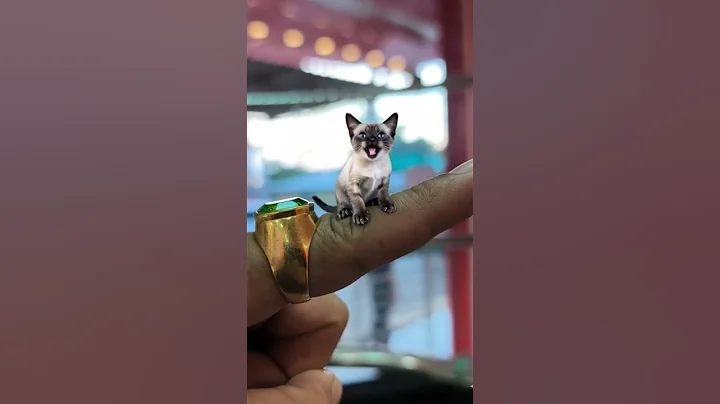 Video 11810051: cute siamese cat