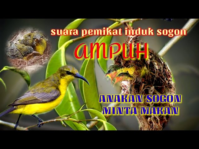 SUARA ANAKAN SOGON || pikat sogon ampuh class=