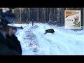 Great drive on the driven wild boar hunting in Poland with Robin Hood Hunting Agency