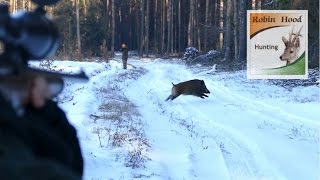 Great drive on the driven wild boar hunting in Poland with Robin Hood Hunting Agency