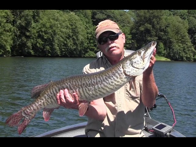 Fly Fishing for Tiger Muskie in Washington 