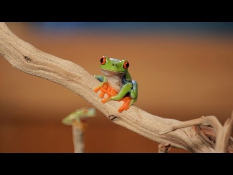 5 Cool Facts about Red-Eyed Tree Frogs | Pet Reptiles