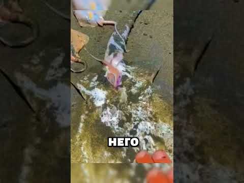 Это видео растопит твоё сердце.🐟🌊 #животные