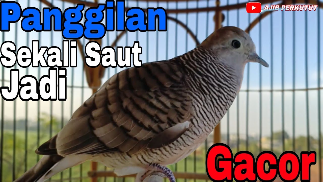 Perkutut Lokal Gacor Panggilan Cepat Bikin Bunyi Lama Dan Rajin  Manggung