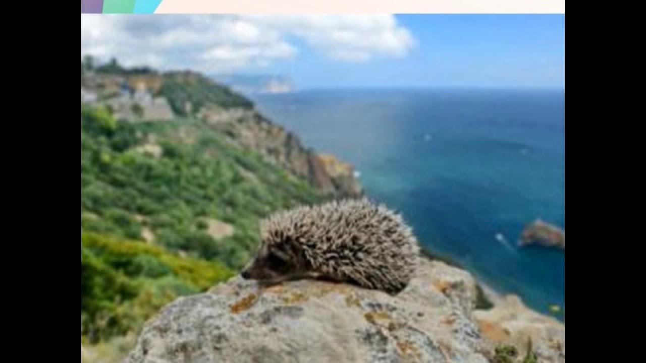 Фауна ЮБК Крыма