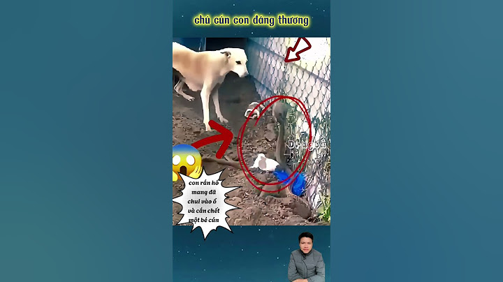 Chó con mới đẻ bị rắn hổ mang cắn chết #thothuitv